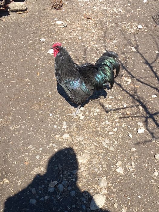 Oua incubat australorp