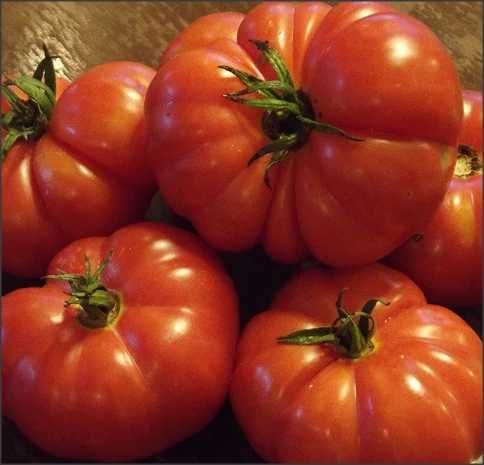 50 Seminte de Tomate taranesti Costoluto Fiorentino