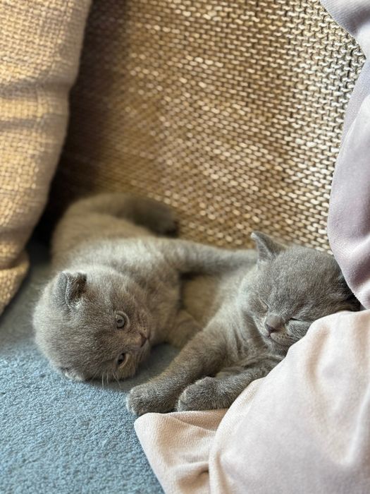 Свободно женско британче