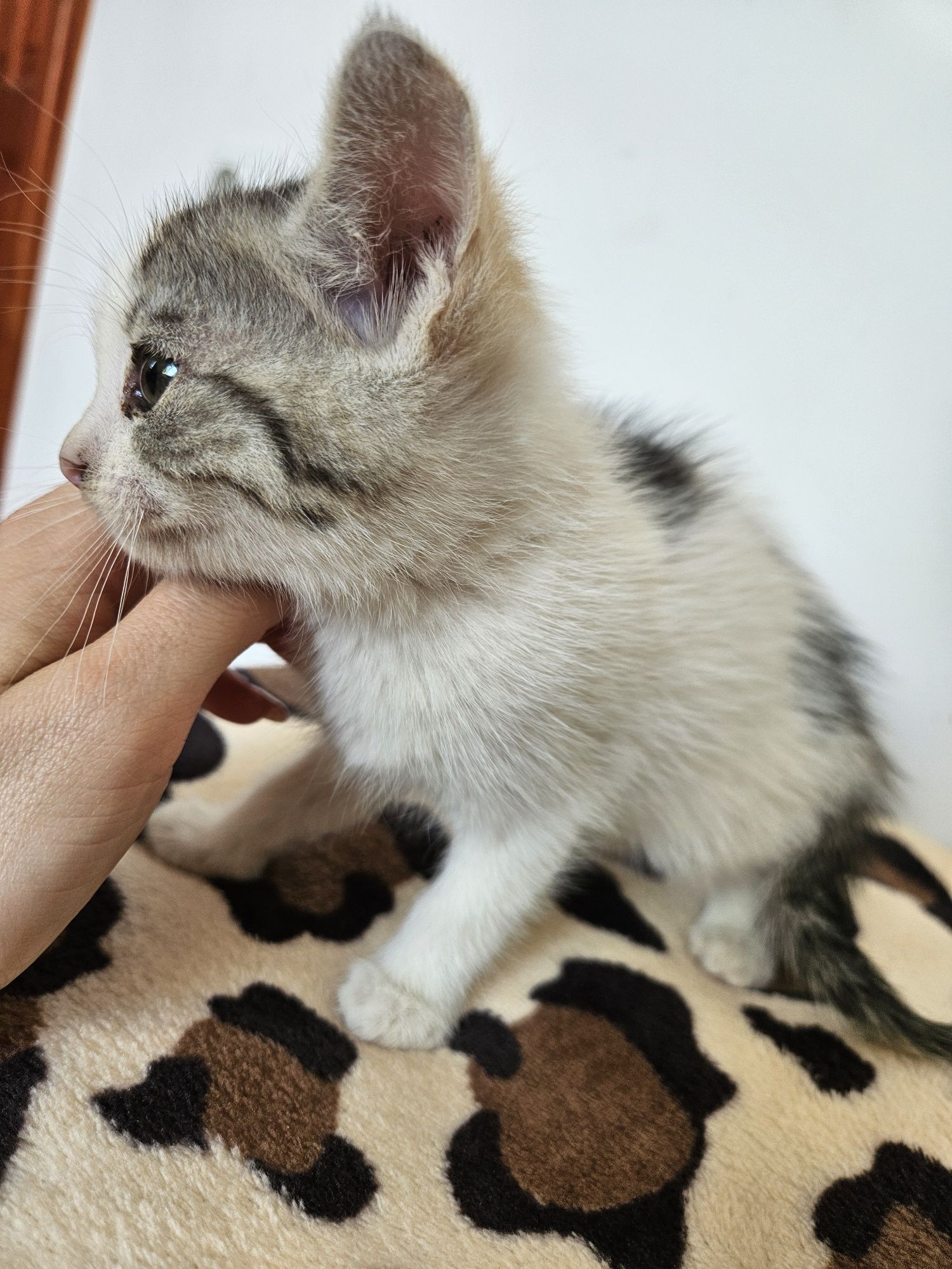 Adopție pisoiași