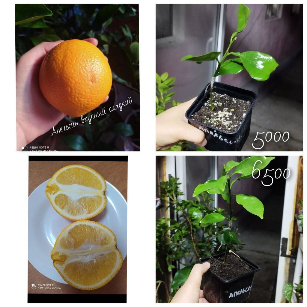Мандарин апельсин лимон вариегатный лимон обыкновенный