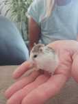 Vând Hamsteri pitici