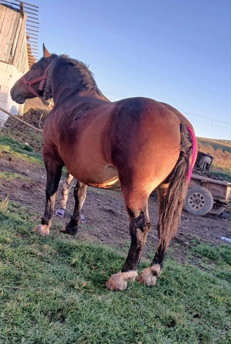 Vand cal greu castrat cu acte în regula