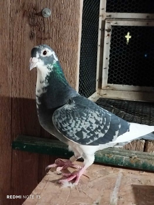 Porumbei voiajori maturi