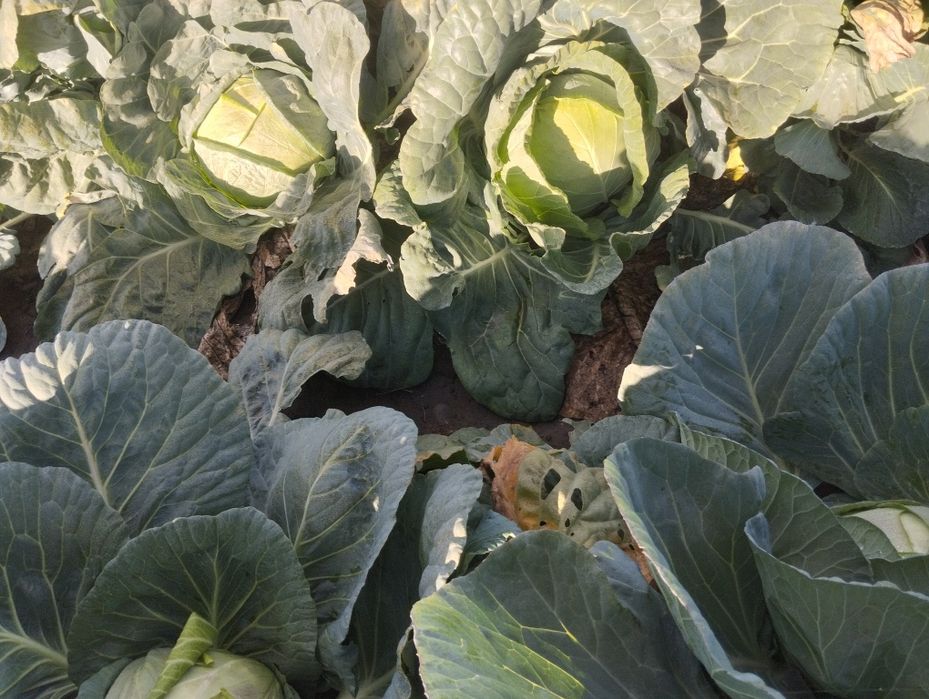 Продавам Зеле-ЕРГЕНСКО.