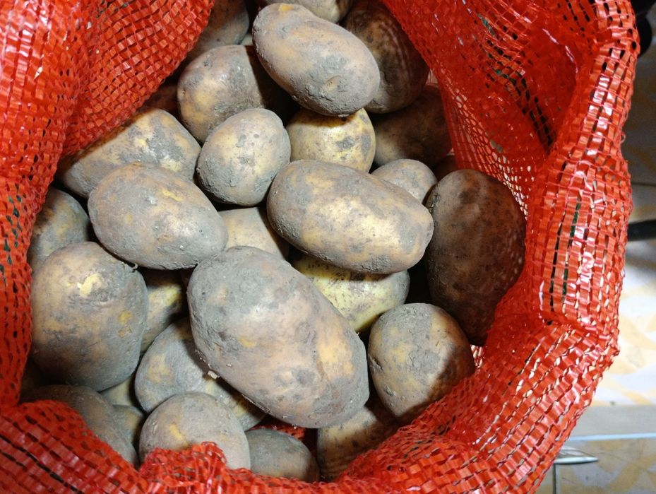 Продам Картофель Гала