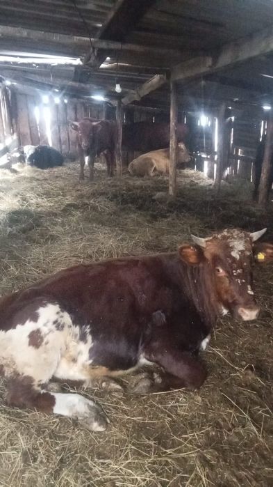 Продам быков на отк