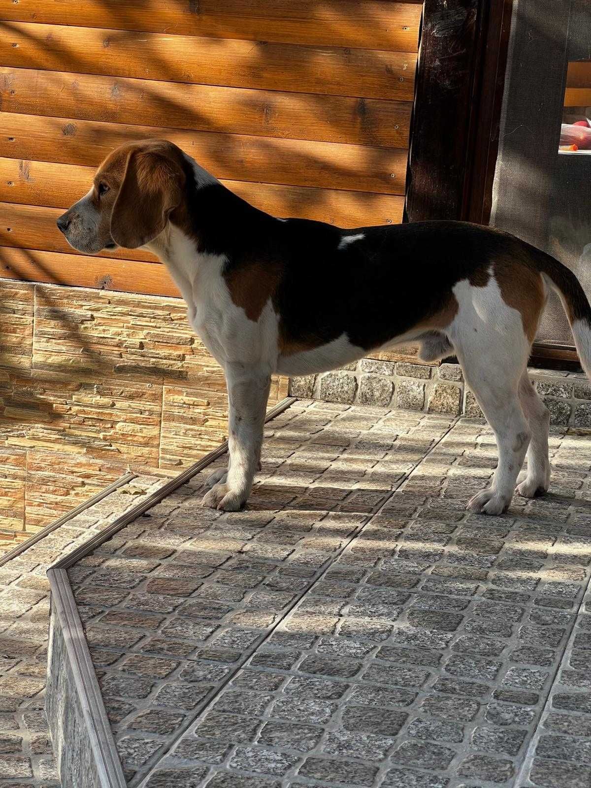 Mascul Beagle tricolor