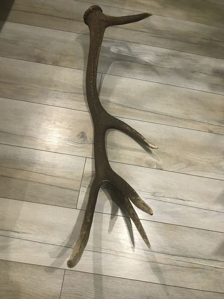 еленски рог