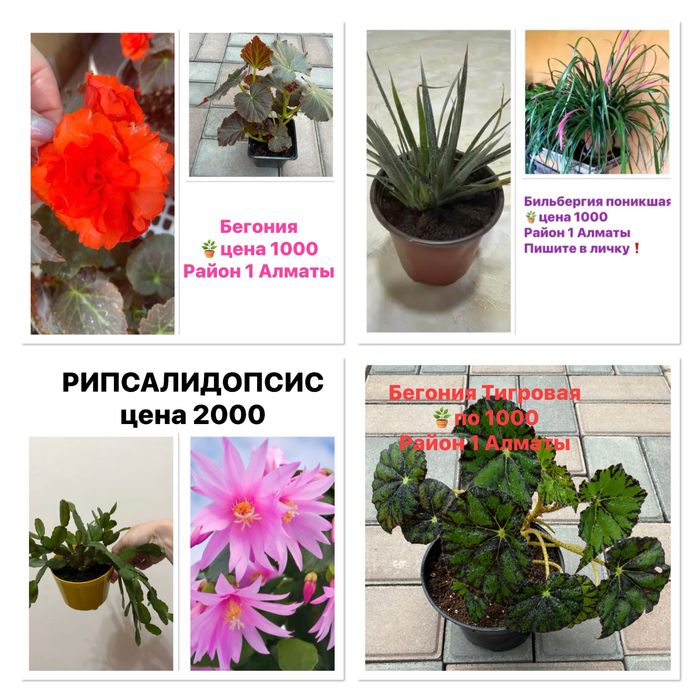 Продам комнатные цветы