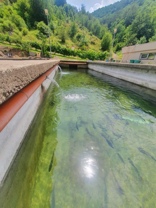 Puiet pastrav curcubeu 5- 10 grame / bucata