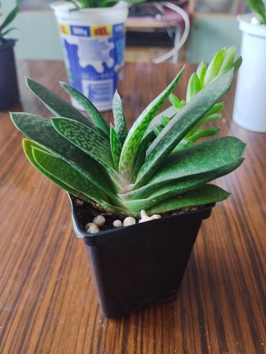 Бенджамин, традесканция, пилея, дифенбахия, гастения, алое, ледебурия