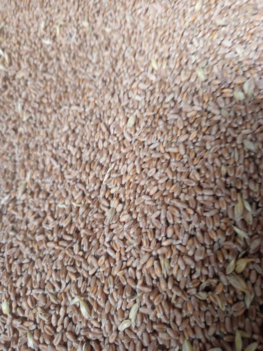 Жито за продажба