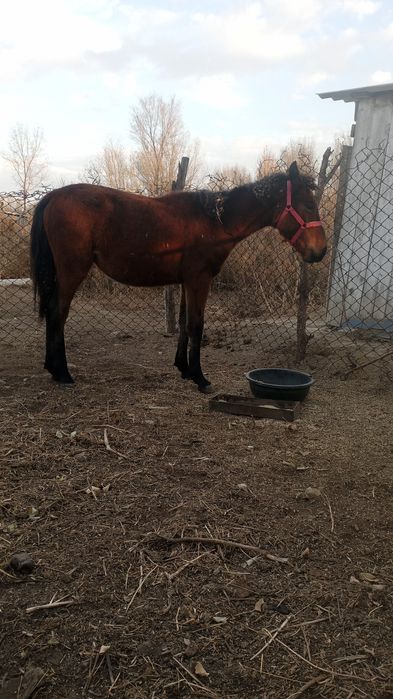 Ургашы жабагы сатылады