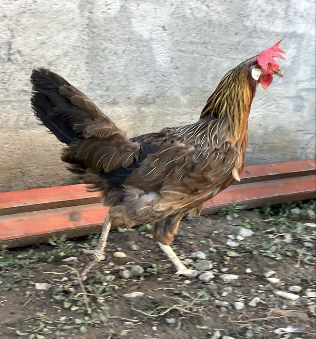 Vand puicuta gaina italiana tanara cadou cocosel