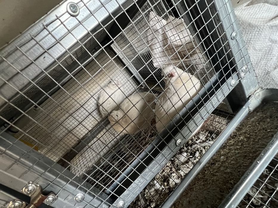 Продавам клетка с пъдпъдъци подарак снасящи