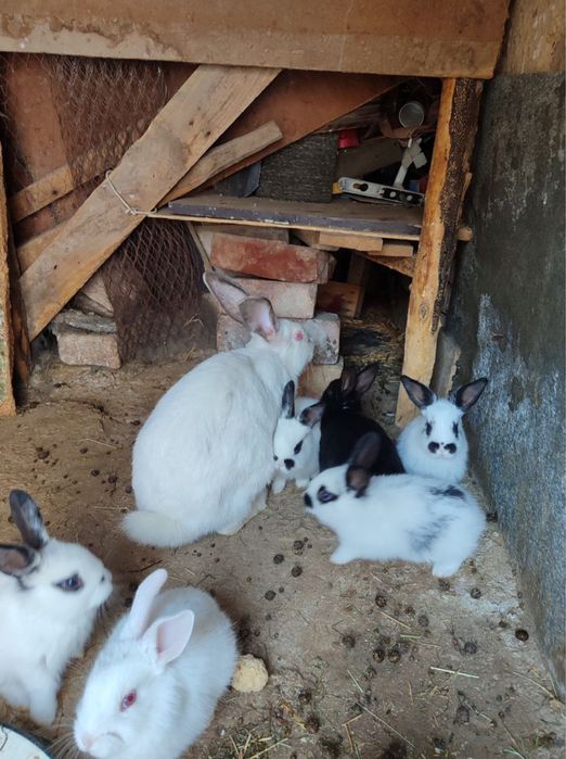 Ona bola quyonlar sotiladi