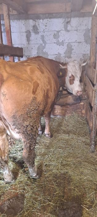 Vind vacă 5ani gestantă