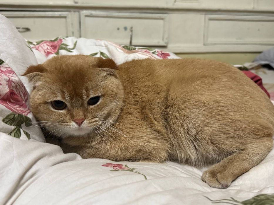 Scotish Fold Cat