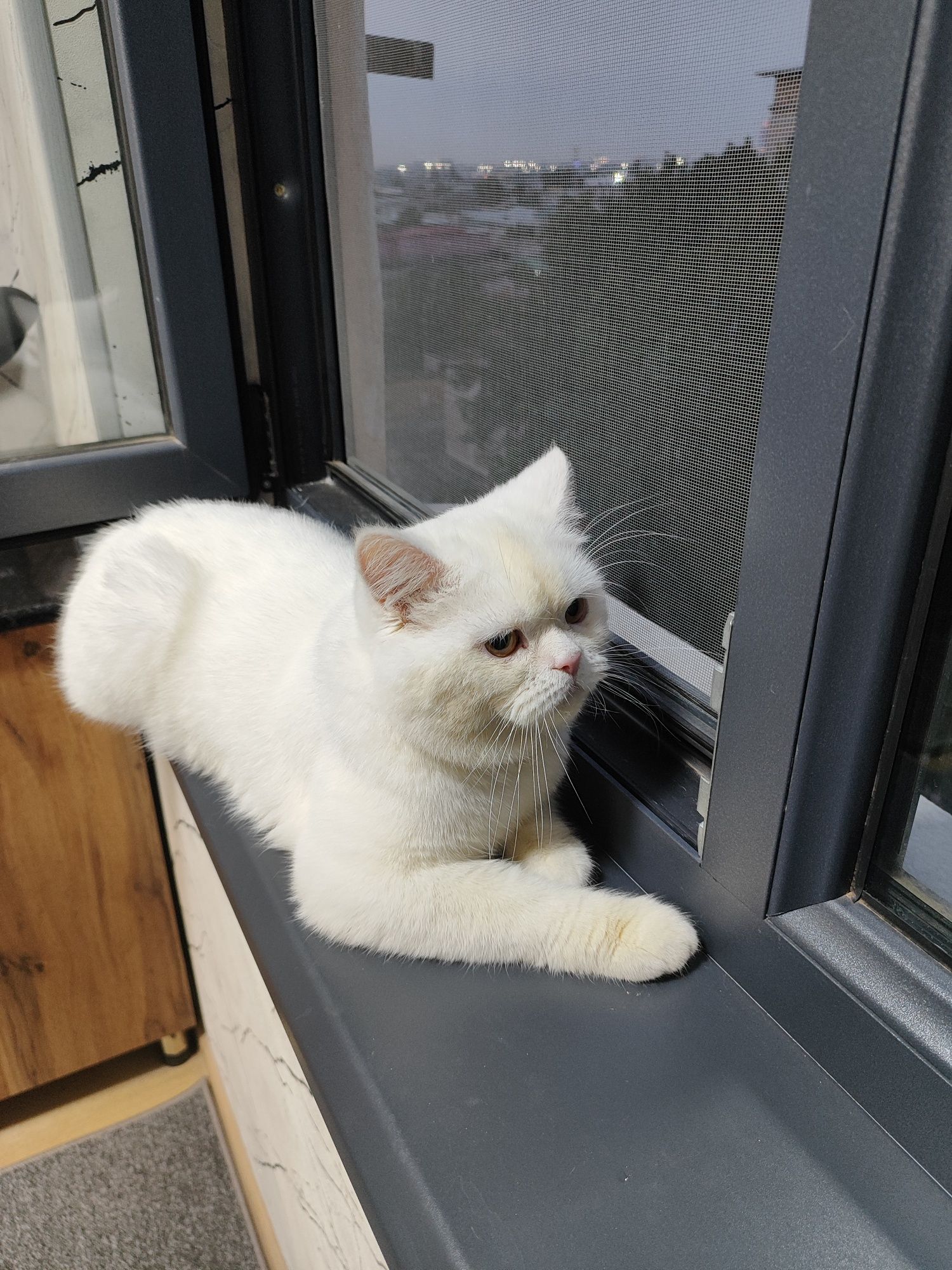 Продам кота шиншиллу