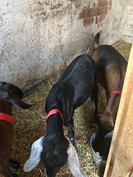 Vând capre Anglo Nubiane