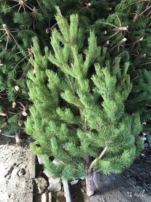 Продам живую новогоднюю ёлку