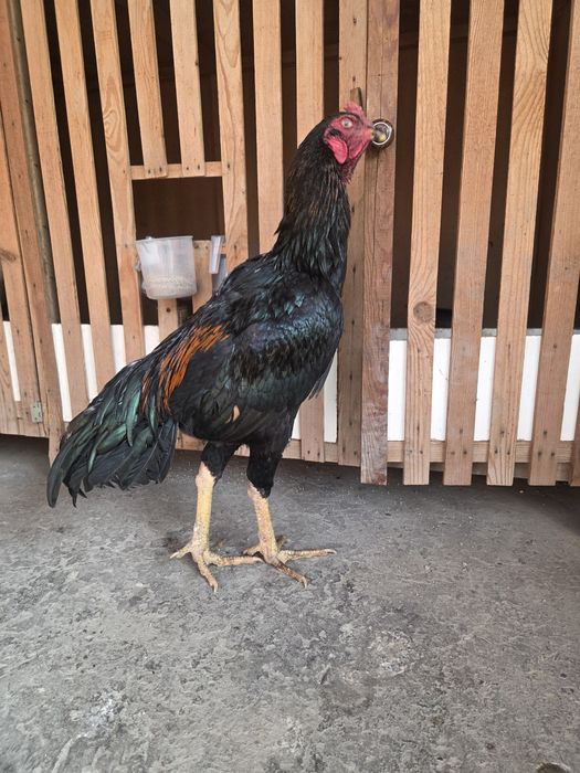 Dakan Mart Toza Chempion bolasi