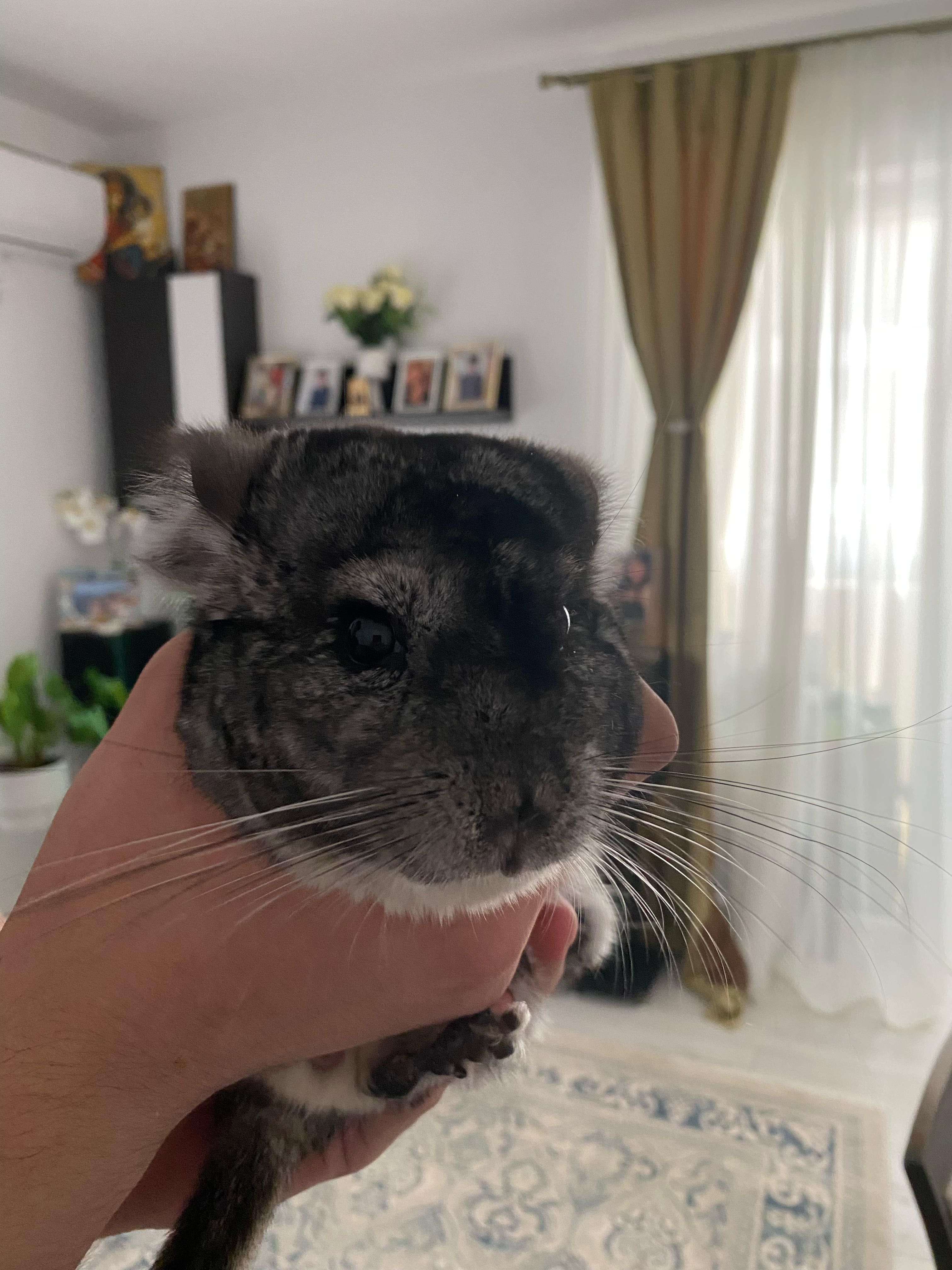 Vând doi masculi Chinchilla