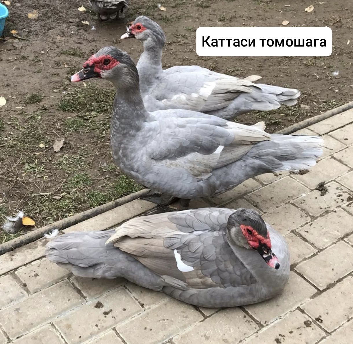 Германский индоутка Нархи донасига