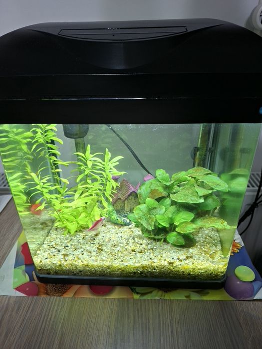 Acvariu 20 litri