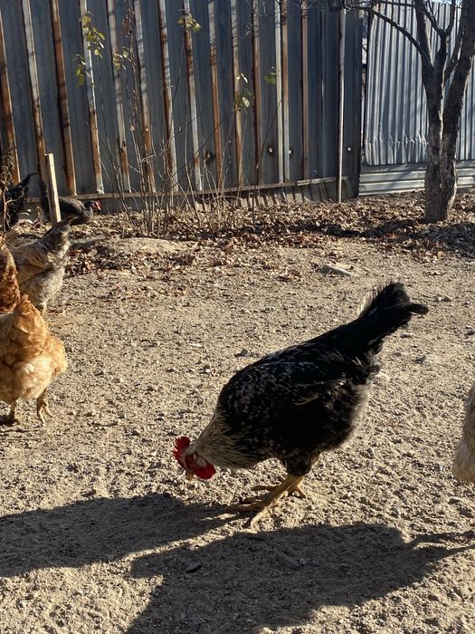 Петух алматы последни штук остальса