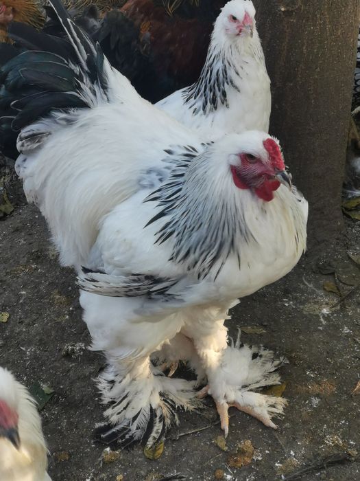 Vând cocoși brahma hd