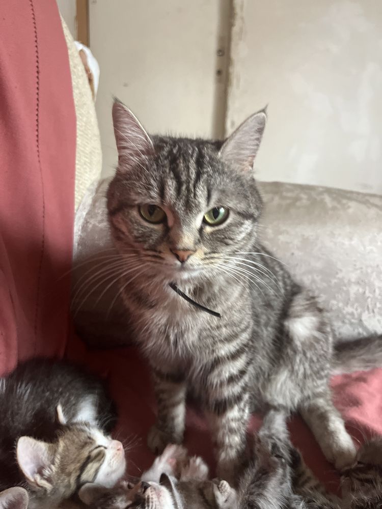 Котята им 43 дня