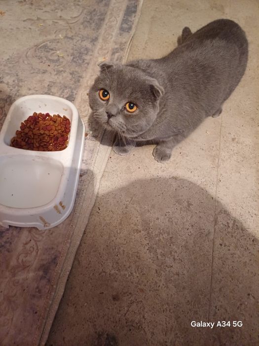 Скоттиш-фолд кошка или Шотландская  вислоухая