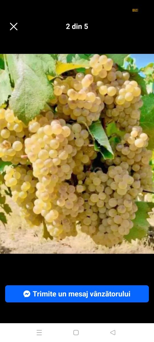Struguri de vin diferite soiuri fetească regală resling galbena Odobeș