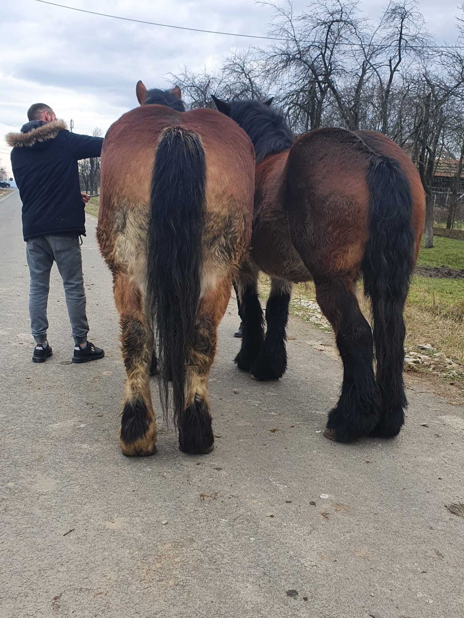 De vînzare 2 Minze Ardenneze gestante 2 ani jumate adusa din Franta