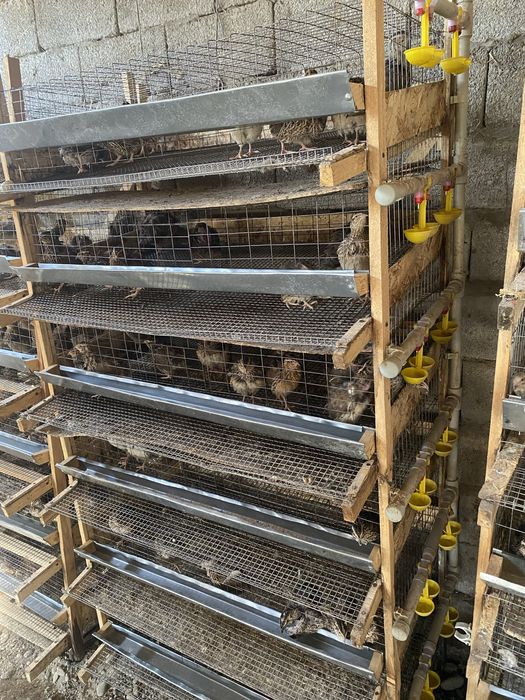 Бөдене , клеткасы сатылады .