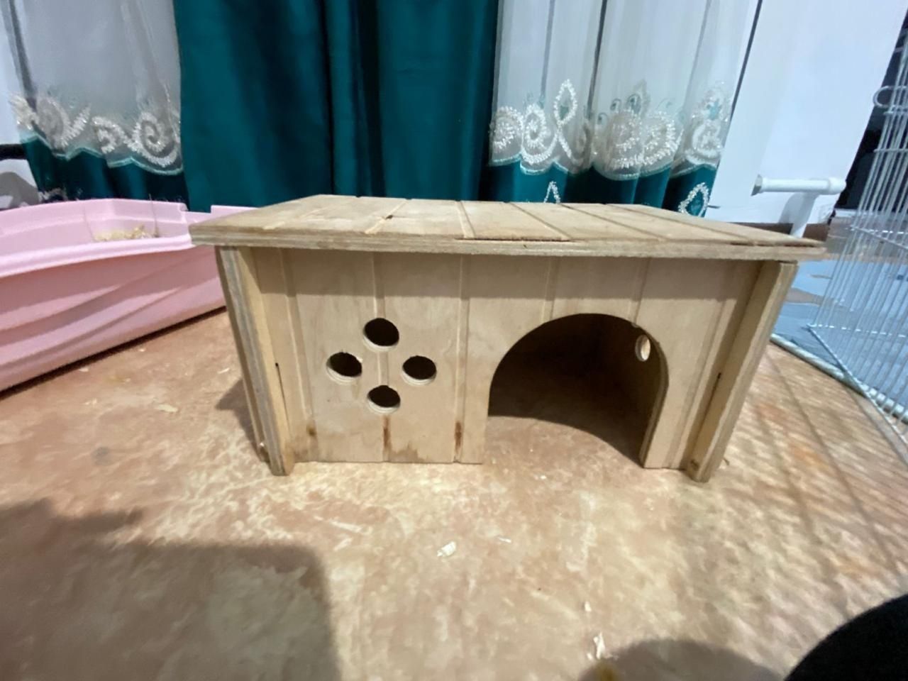 Продам морскую свинку