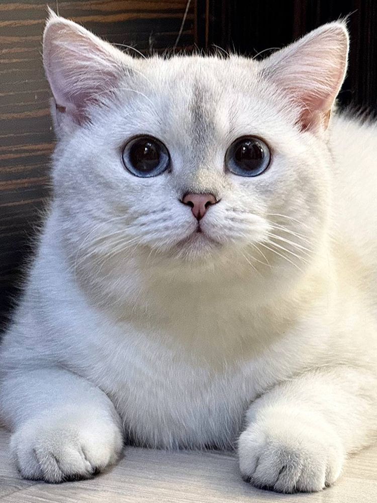 Продаётся котёнок Саймон 8 месяца