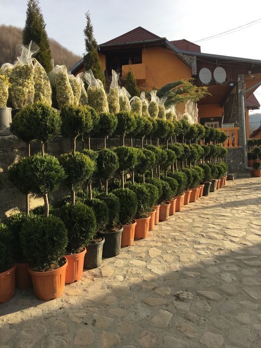 Tuia Smarald / Smaragd / Leylandii / Mesteceni