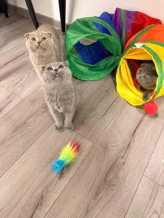 British Shorthair Blue