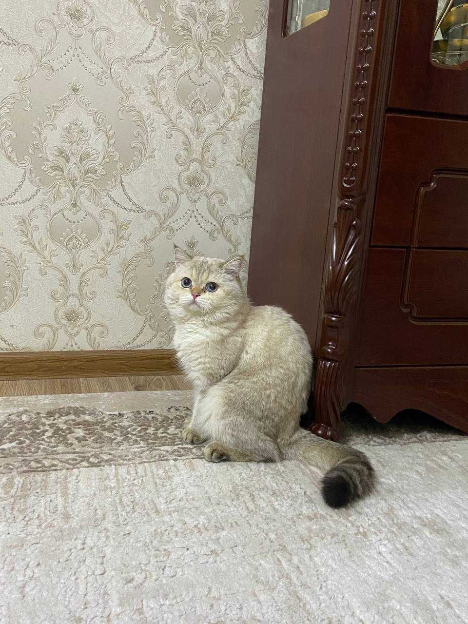Продаётся золотой британский кот (Golden Color British Shorthair)