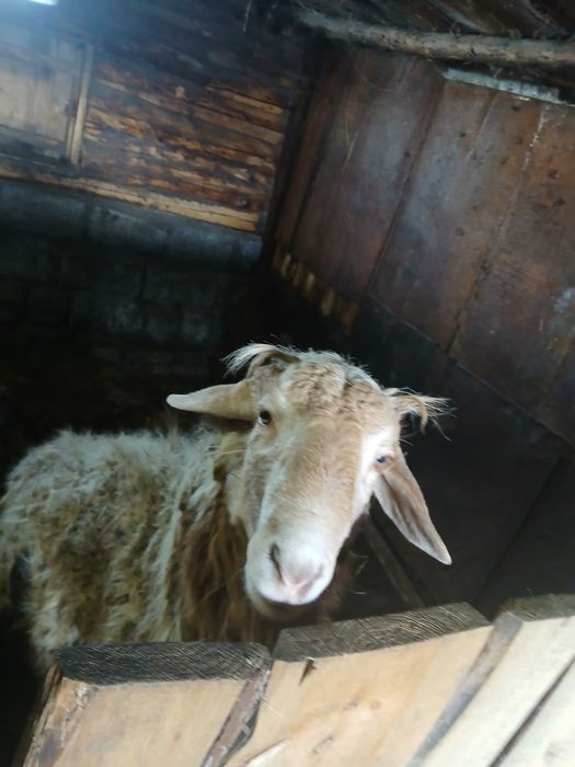 Продам кошкара 1,5 года