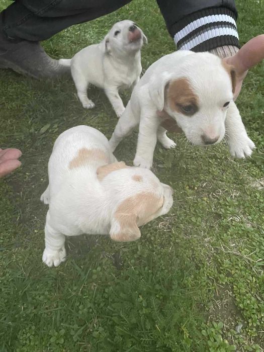 Джак Ръсел 2 Женски