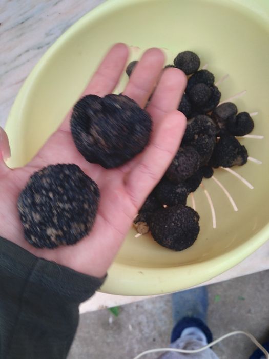 Vand Trufe proaspete