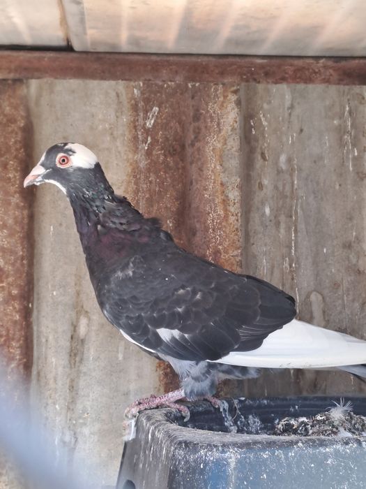 Porumbei de captură