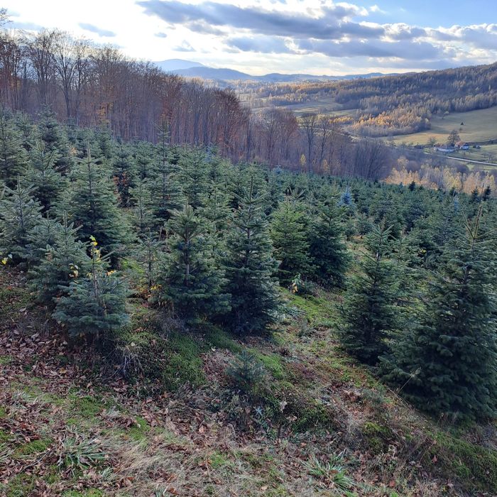 Vand Brazi de Craciun din plantatie propriee