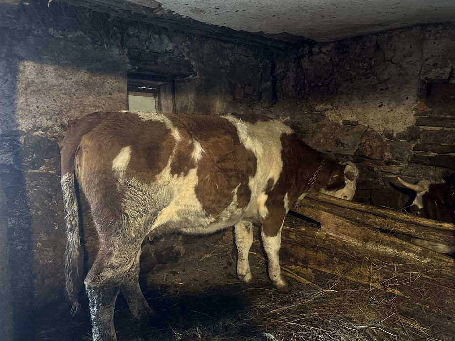 Vand vaca 3 ani gestanta