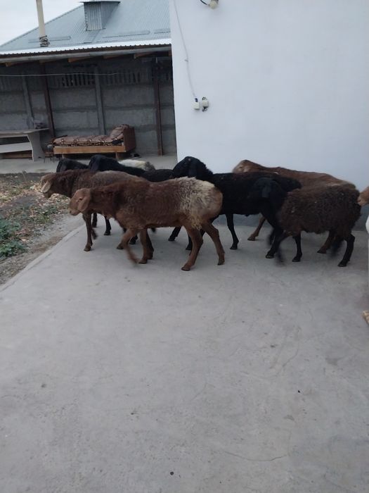 Продам жирный баранов