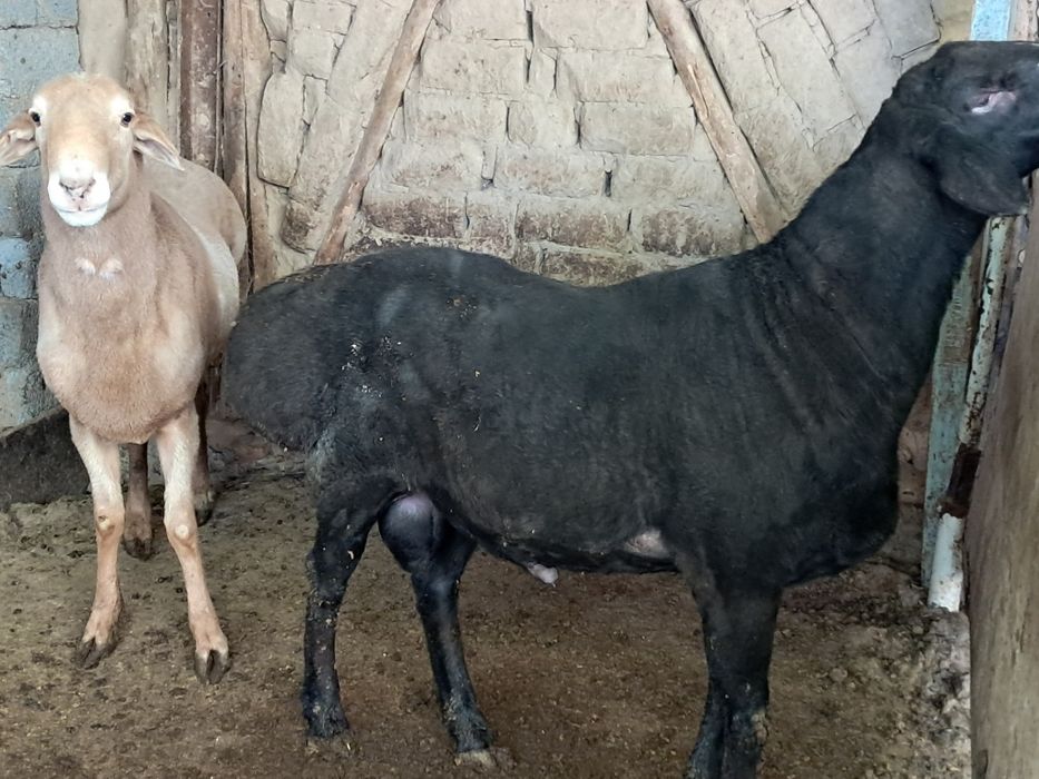 Кучкор сотилади тоза ем билан бокилган.